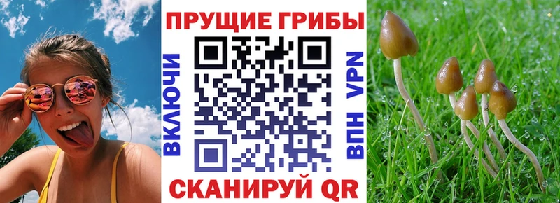 OMG как войти  где купить наркоту  Волгоград  Псилоцибиновые грибы Cubensis 